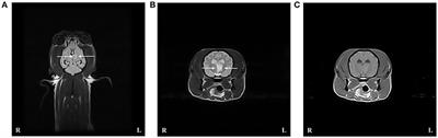 D-Dimer Concentrations and Thromboelastography in Five Dogs With Ischemic Stroke